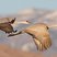 Sandhill Crane